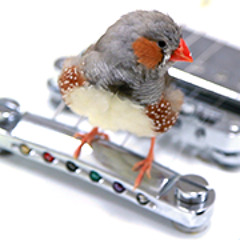 Song of a normally reared domesticated zebra finch