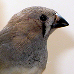 Juvenile zebra finch song