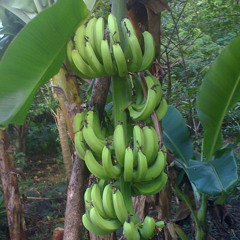 Lemeyol boys UNPLUGGED in a garage session! ~Makaiber