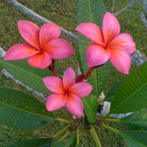 Cathedral in the Pines - Machang feat Makaiber