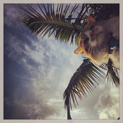 We Might Be Dead By Tomorrow (Soko Cover)