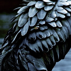 Lähde (Kurkien Äänet)(instrumental)