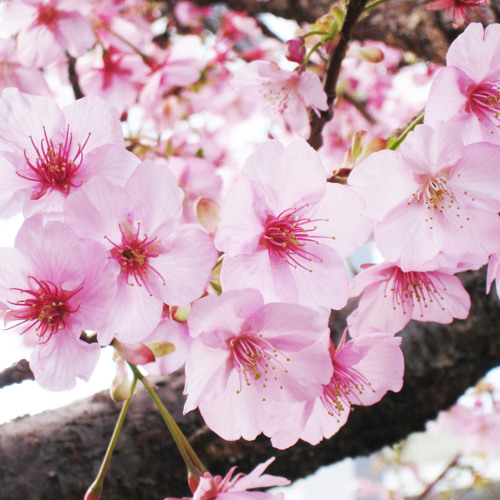 If spring will come tomorrow