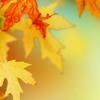 autumn-leaves-enima-vu