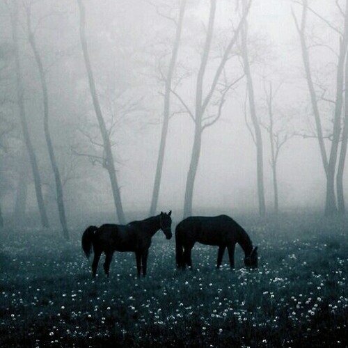 أخي صبراً على ألم الفراقِ | سعد الغامدي