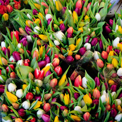 Tulpen aus Amsterdam