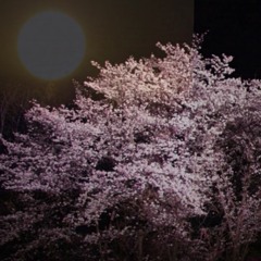 夜桜 - Yozakura -