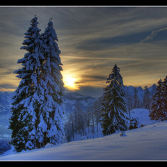 Into the Night