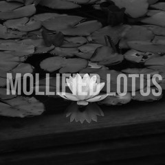 Mollified Lotus