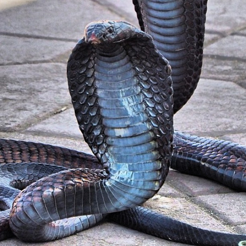 Now You're Talkin' - with Joseph Bongiovanni / guitar