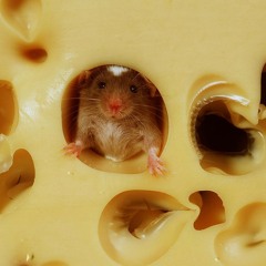 DoctorBob - MoreCheezePleeze - (OSC 62 PolyIblit)