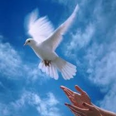 رفرف يا طير الحريه