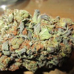 Climbed A Tree To See The World