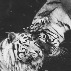 GOUGOUSH | DEMENTEBEATS