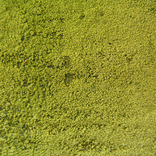 COSMO SHELDRAKE - THE MOSS [GBOP ORCHESTRA REMIX- EXPLICIT]