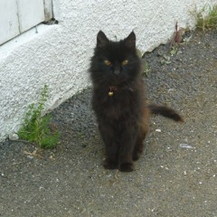 The Cat Lost the Mouse and Went Back Home__ by Salvatore & Hamilton