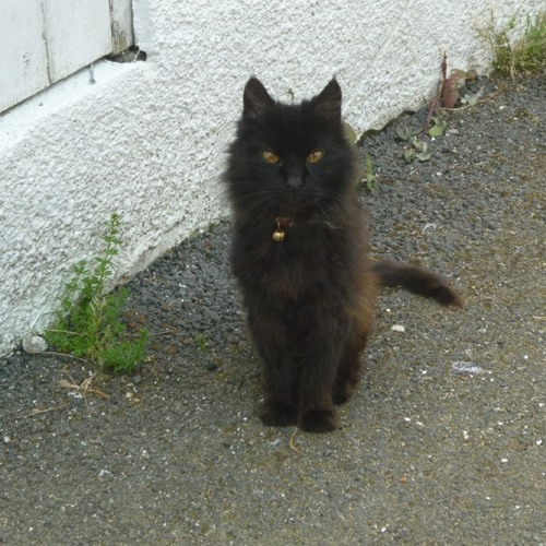 The Cat Lost the Mouse and Went Back Home__ by Salvatore & Hamilton