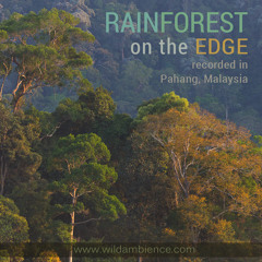 Rainforest On The Edge - Natural soundscapes recorded in Malaysia's lowland rainforest