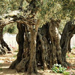 Psalm 22 (in Hebrew)