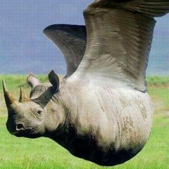 fly
