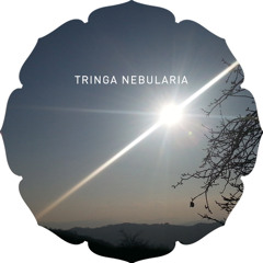 Varda Sundown - Tringa Nebularia
