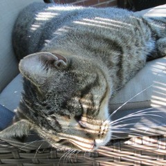 Zeke's Song (Hoolrah Hey)