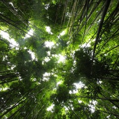 &DADDY BOZO&MARJO JUNGLE