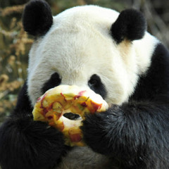 Panda's And Donuts (for my niece)