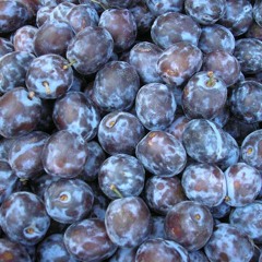 HALCONNEN - Seven booze