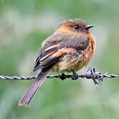 His Eyes Are On The Sparrow