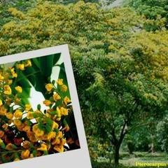 ဝင္းဦး-ပိေတာက္ရိပ္ဝယ္(မူရင္း)