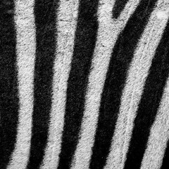 Solee - Zebra
