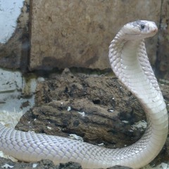 The Constant Feature Feat Indiglo Rush - White Snake Pit