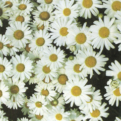 Sleepin Wit Daisies