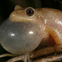 Wood Frogs And Spring Peepers