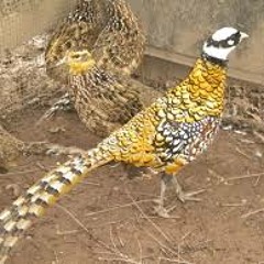 Those I've Loved - Eric Church