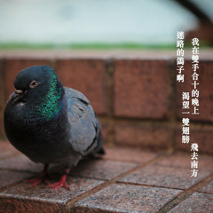 鴿子 (guitar, vocal & harmony)Cover by André