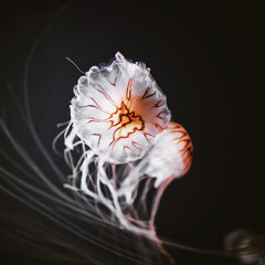 Helicopter Driver - 2005 - Petri Jääskeläinen