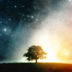 Indigo Rain - Blossom