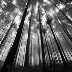 Shifting Realities