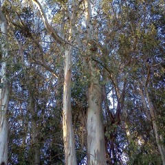 The Man Who Planted Trees