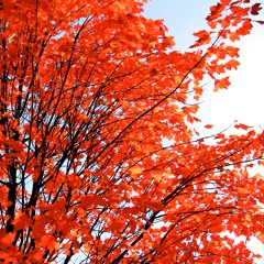 Xavier Rudd - Follow the Sun (Fran-dB's Un-Official Remix)