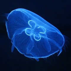 Marine biologist Lisa-ann Gershwin reveals why jellyfish will rule what's left of the ocean.