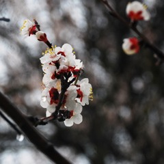 2014.4.14 April Rain Mixed