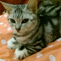 歡歡-如果沒有你  cover