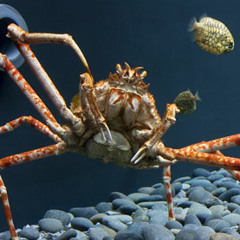 GIANT JAPANESE SPIDER CRABS are Scary and Will Probably Kill You Under the Right Circumstances.