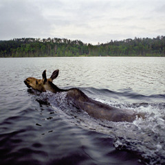 Bagizo (Go Swimming)