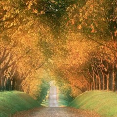 Lovely road