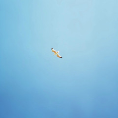 Iday - Flight