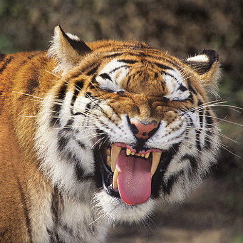 Easy Tiger